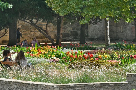 Csodásan virágba borult a megújult Prohászka liget